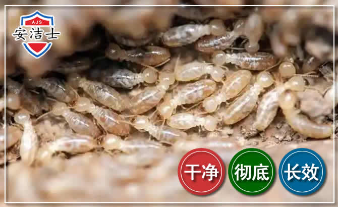 嘉兴白蚁防治