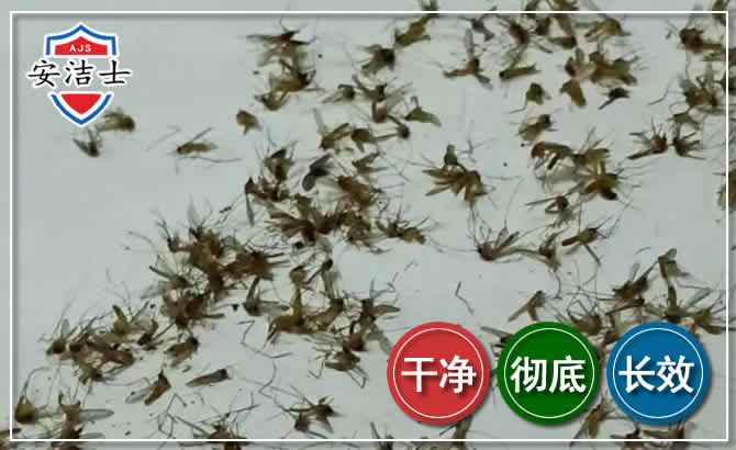 嘉兴苍蝇防治-灭蝇