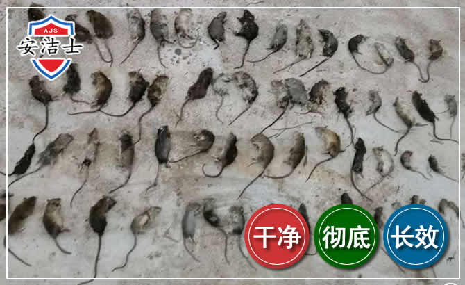 嘉兴鼠害防治-灭鼠