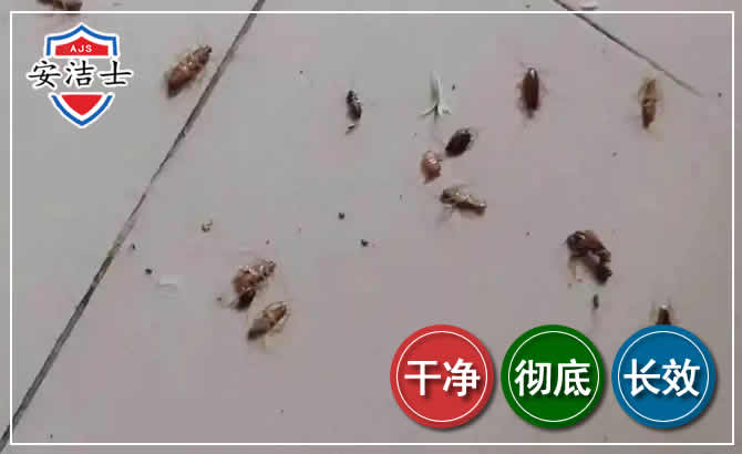 嘉兴蟑螂防治-灭蟑螂