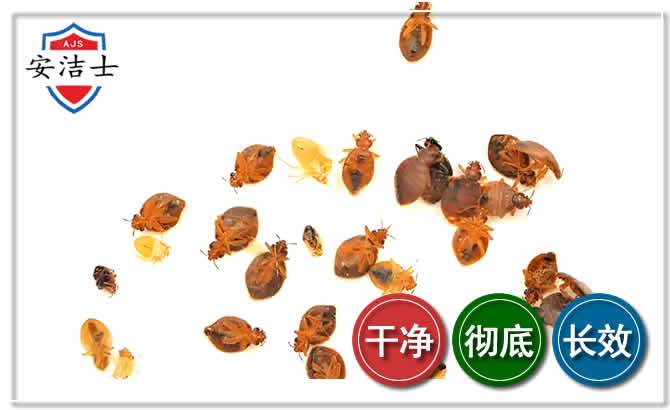 嘉兴臭虫防治-消灭臭虫